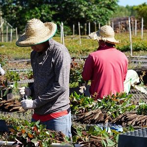 3. Workers at Plant School
