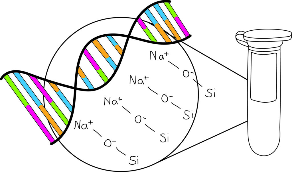 DNA-Bindung an Silica-Säule